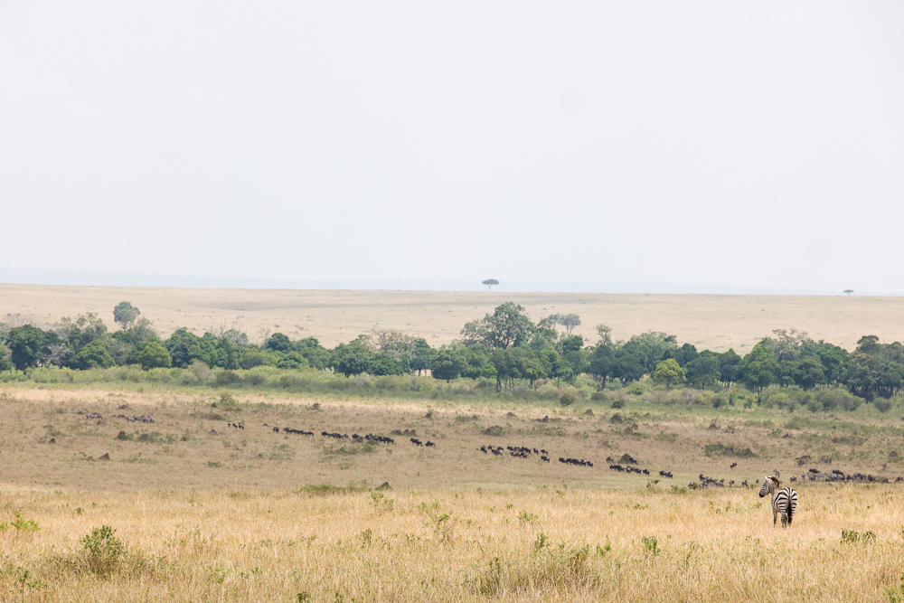 mara